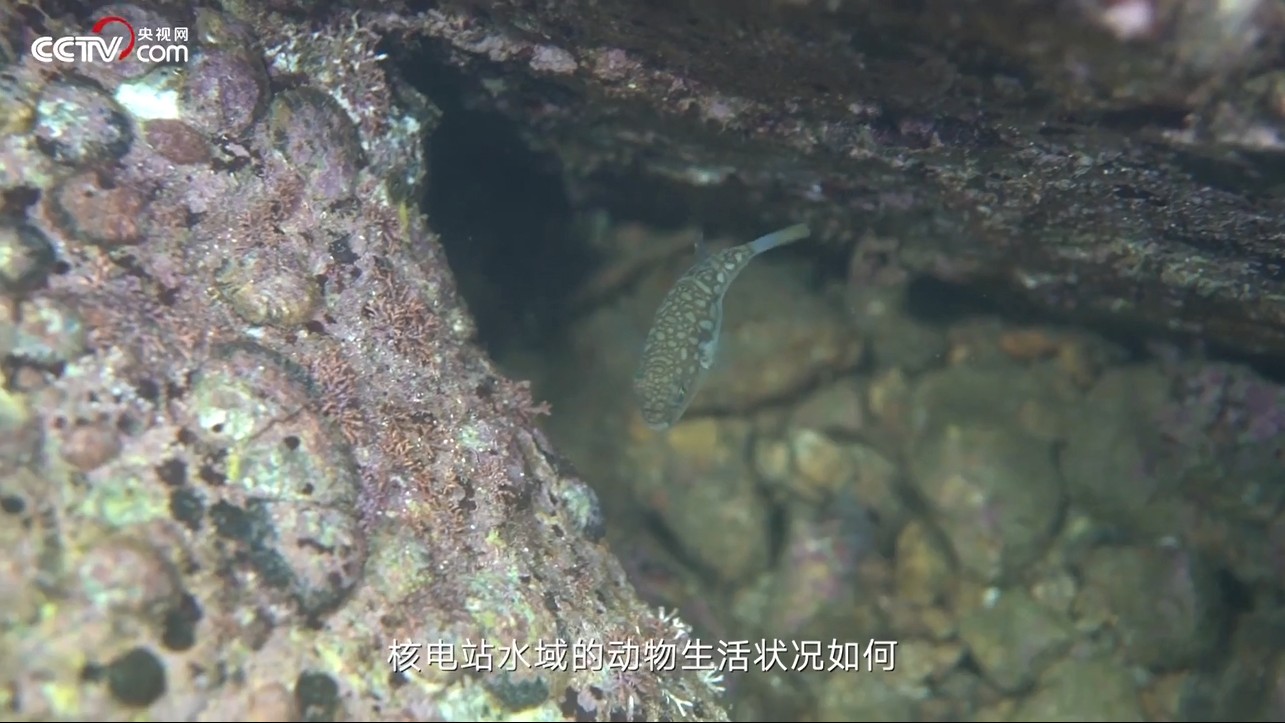 大亚湾核电站水域的动物会受到辐射影响吗？环境工程师告诉你答案